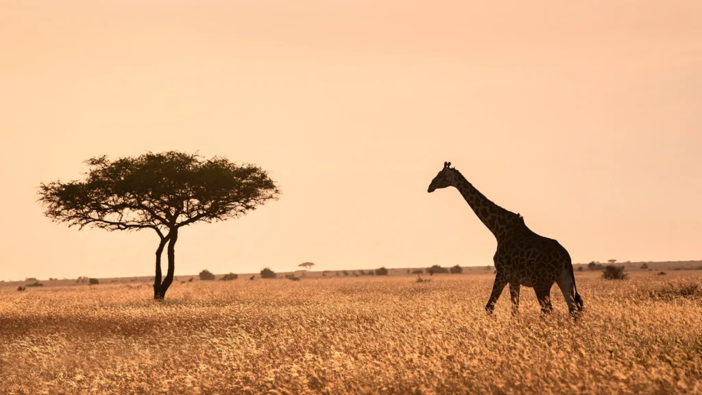 Tanzania-Grumeti-Serengeti-River-Lodge-Experiences-safari-game-drive-giraffe