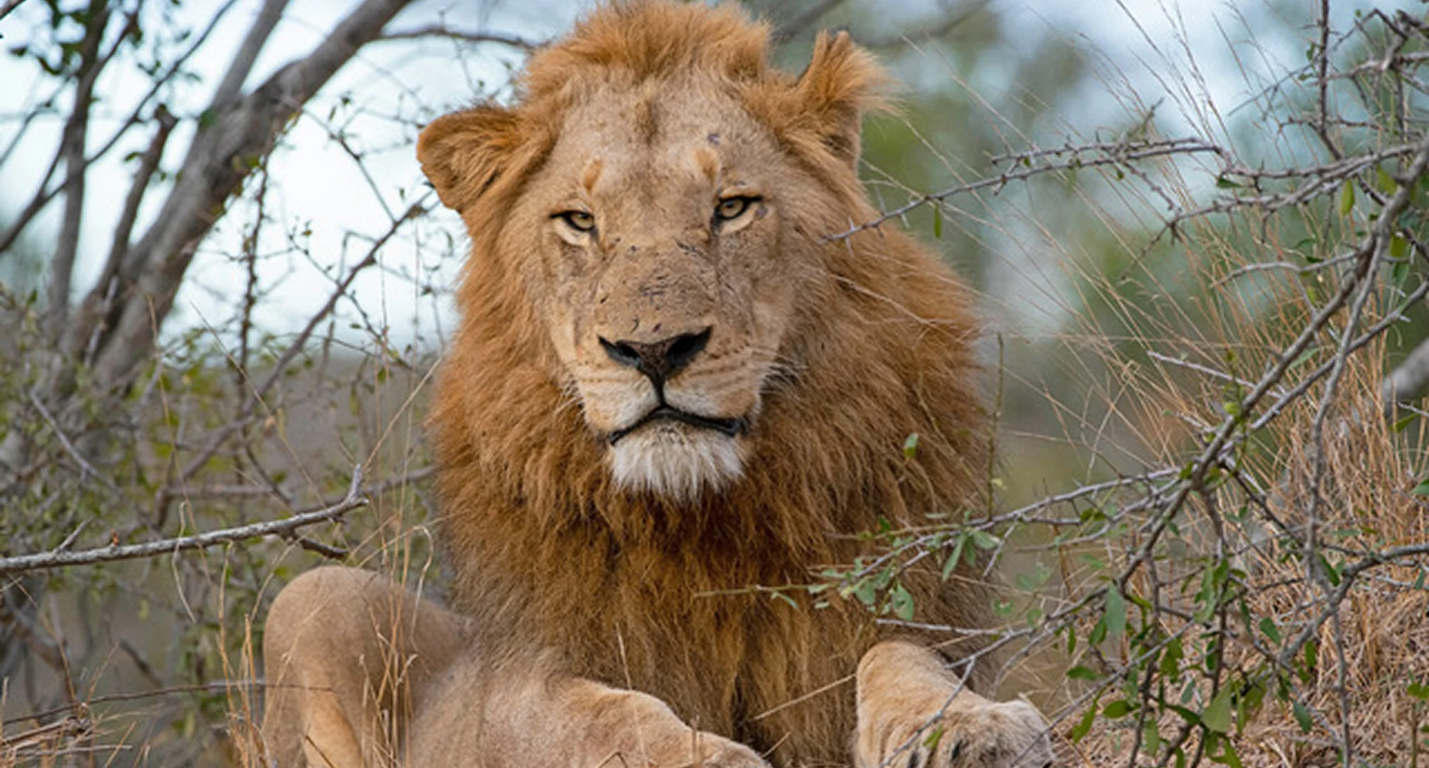 Thornybush
